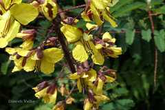 Caesalpinia mimosoides